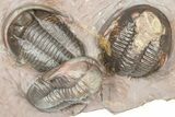 Cluster Of Five Unidentified Proetid Trilobites - Jorf, Morocco #362871-2